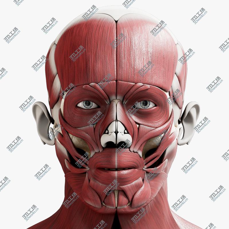 images/goods_img/202104091/3D model Male Skeleton Muscular System/1.jpg
